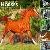 2025 Calendars|BrownTrout 2025 365 Days of Horses 12" x 12" Monthly Wall Calendar (9781975477165)