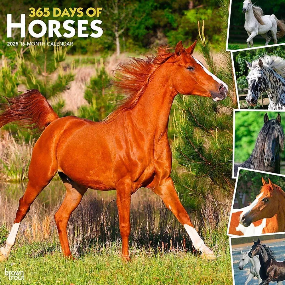 2025 Calendars|BrownTrout 2025 365 Days of Horses 12" x 12" Monthly Wall Calendar (9781975477165)