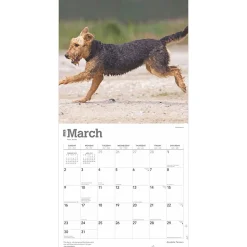 2025 Calendars|BrownTrout 2025 Airedale Terriers 12