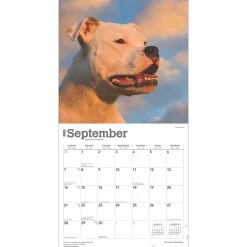 2025 Calendars|BrownTrout 2025 American Bulldogs 12
