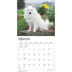 2025 Calendars|BrownTrout 2025 American Eskimo Dogs 12