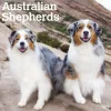 2025 Calendars|BrownTrout 2025 Australian Shepherds 12" x 12" Monthly Wall Calendar (9781975476557)