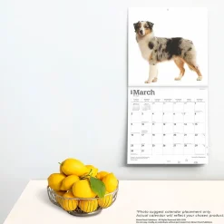2025 Calendars|BrownTrout 2025 Australian Shepherds 12