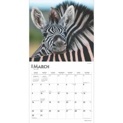 2025 Calendars|BrownTrout 2025 Baby Animals 12