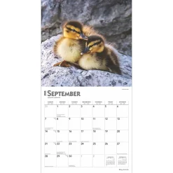 2025 Calendars|BrownTrout 2025 Baby Animals 12