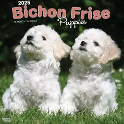 2025 Calendars|BrownTrout 2025 Bichon Frise Puppies 12" x 12" Monthly Wall Calendar (9781975474508)