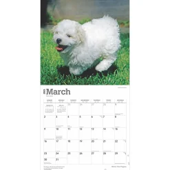 2025 Calendars|BrownTrout 2025 Bichon Frise Puppies 12
