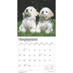 2025 Calendars|BrownTrout 2025 Bichon Frise Puppies 12