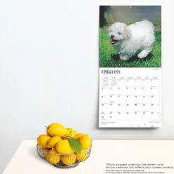 2025 Calendars|BrownTrout 2025 Bichon Frise Puppies 12