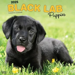 2025 Calendars|BrownTrout 2025 Black Labrador Retriever Puppies 12" x 12" Monthly Wall Calendar (9781975477318)