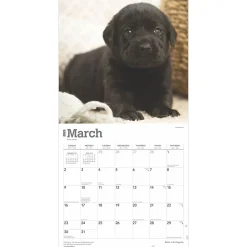 2025 Calendars|BrownTrout 2025 Black Labrador Retriever Puppies 12