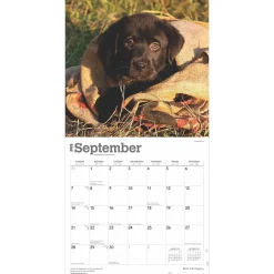 2025 Calendars|BrownTrout 2025 Black Labrador Retriever Puppies 12