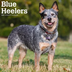 2025 Calendars|BrownTrout 2025 Blue Heelers 12" x 12" Monthly Wall Calendar (9781975476663)