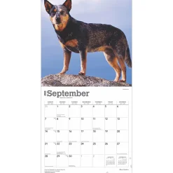 2025 Calendars|BrownTrout 2025 Blue Heelers 12