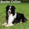 2025 Calendars|BrownTrout 2025 Border Collies 12" x 12" Monthly Wall Calendar (9781975476687)