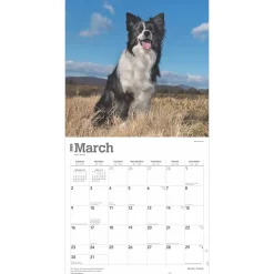 2025 Calendars|BrownTrout 2025 Border Collies 12