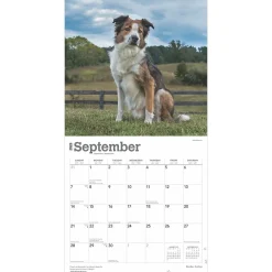 2025 Calendars|BrownTrout 2025 Border Collies 12