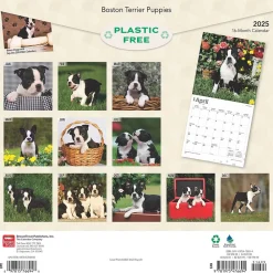 2025 Calendars|BrownTrout 2025 Boston Terrier Puppies 12" x 12" Monthly Wall Calendar (9781975476694)