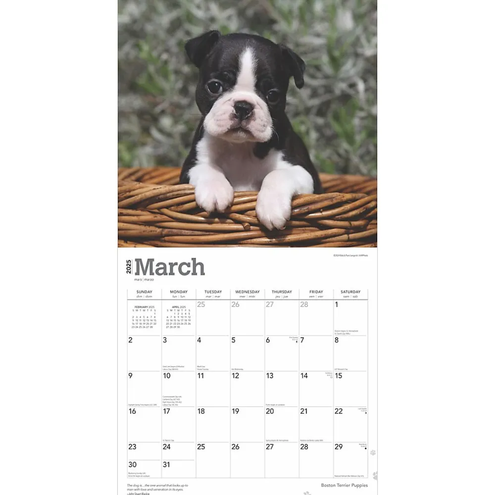 2025 Calendars|BrownTrout 2025 Boston Terrier Puppies 12" x 12" Monthly Wall Calendar (9781975476694)