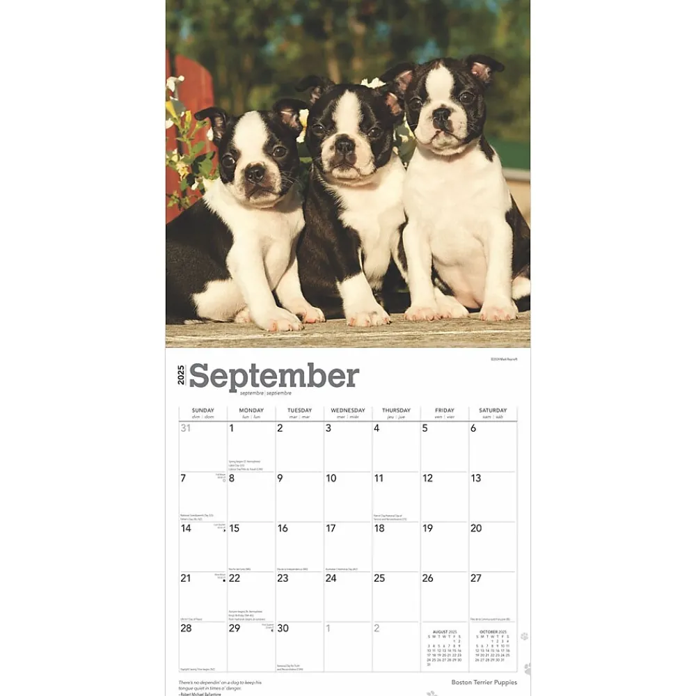 2025 Calendars|BrownTrout 2025 Boston Terrier Puppies 12" x 12" Monthly Wall Calendar (9781975476694)