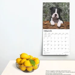 2025 Calendars|BrownTrout 2025 Boston Terrier Puppies 12