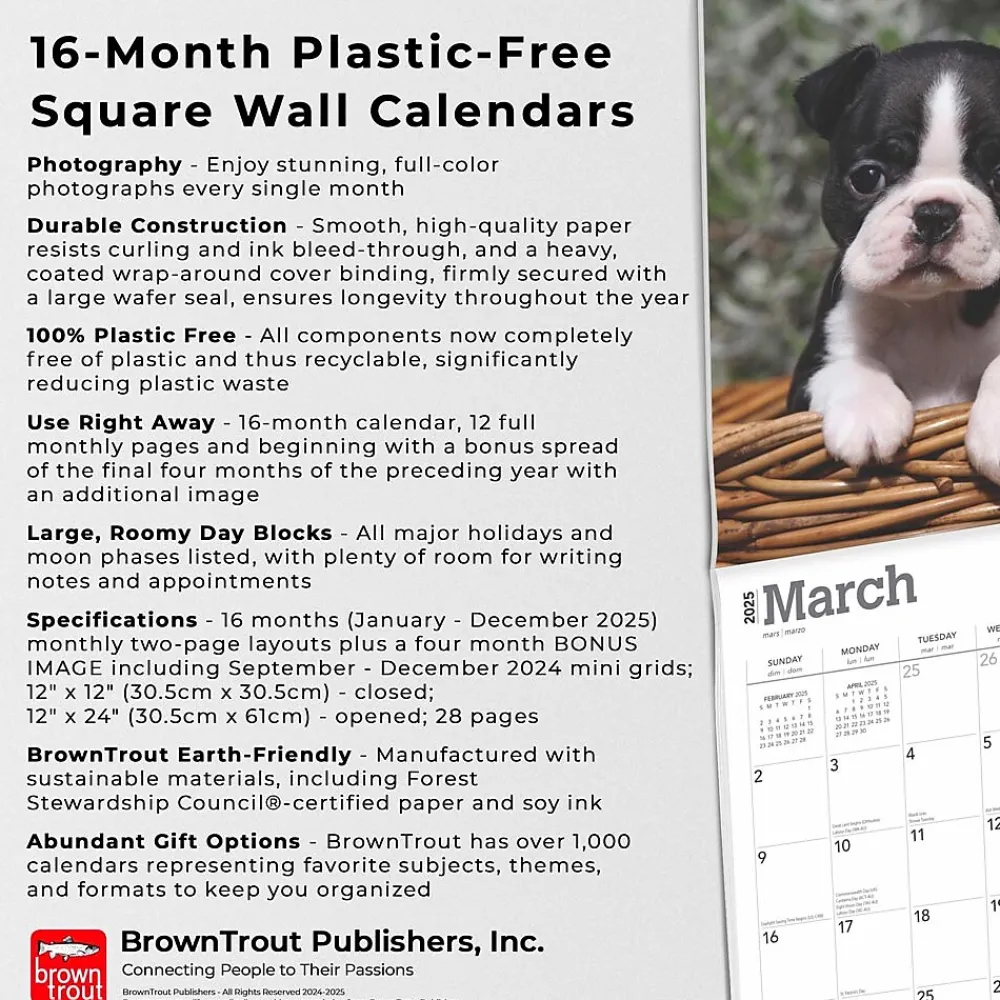 2025 Calendars|BrownTrout 2025 Boston Terrier Puppies 12" x 12" Monthly Wall Calendar (9781975476694)