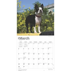 2025 Calendars|BrownTrout 2025 Boston Terriers 12