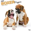 2025 Calendars|BrownTrout 2025 Boxer Puppies 12" x 12" Monthly Wall Calendar (9781975476717)