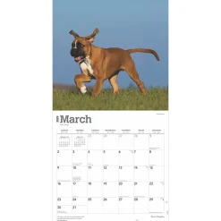 2025 Calendars|BrownTrout 2025 Boxer Puppies 12