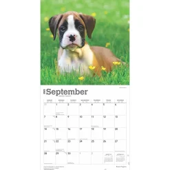 2025 Calendars|BrownTrout 2025 Boxer Puppies 12