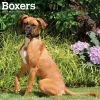 2025 Calendars|BrownTrout 2025 Boxers International Edition 12" x 12" Monthly Wall Calendar (9781975474522)