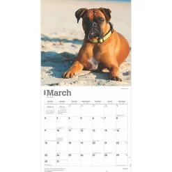 2025 Calendars|BrownTrout 2025 Boxers International Edition 12