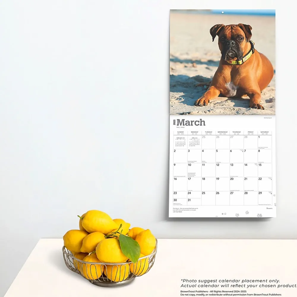 2025 Calendars|BrownTrout 2025 Boxers International Edition 12" x 12" Monthly Wall Calendar (9781975474522)