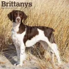2025 Calendars|BrownTrout 2025 Brittanys 12" x 12" Monthly Wall Calendar (9781975476731)