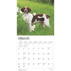 2025 Calendars|BrownTrout 2025 Brittanys 12