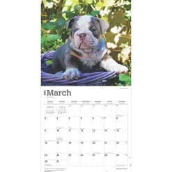 2025 Calendars|BrownTrout 2025 Bulldog Puppies 12
