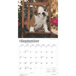 2025 Calendars|BrownTrout 2025 Bulldog Puppies 12