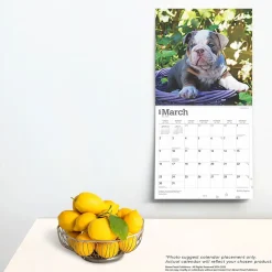 2025 Calendars|BrownTrout 2025 Bulldog Puppies 12