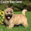 2025 Calendars|BrownTrout 2025 Cairn Terriers 12" x 24" Monthly Square Wall Calendar, (9781975476779)