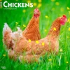 2025 Calendars|BrownTrout 2025 Chickens 12" x 24" Monthly Square Wall Calendar, (9781975476830)