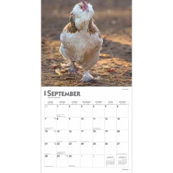2025 Calendars|BrownTrout 2025 Chickens 12