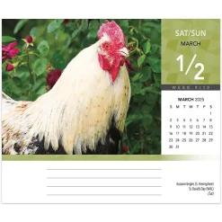 2025 Calendars|BrownTrout 2025 Chickens 6