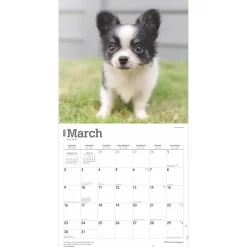 2025 Calendars|BrownTrout 2025 Chihuahua Puppies 12