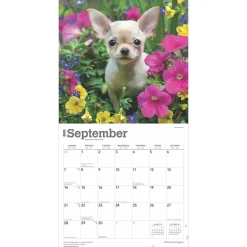 2025 Calendars|BrownTrout 2025 Chihuahua Puppies 12