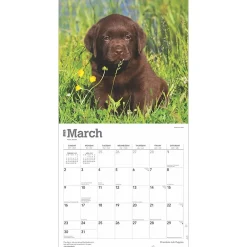 2025 Calendars|BrownTrout 2025 Chocolate Labrador Retriever Puppies 12