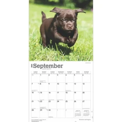 2025 Calendars|BrownTrout 2025 Chocolate Labrador Retriever Puppies 12