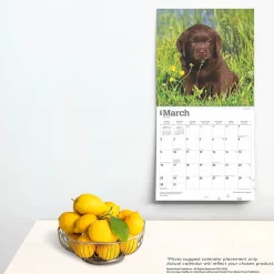 2025 Calendars|BrownTrout 2025 Chocolate Labrador Retriever Puppies 12