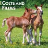 2025 Calendars|BrownTrout 2025 Colts and Fillies 12" x 12" Monthly Wall Calendar (9781975483722)