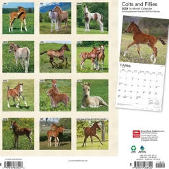 2025 Calendars|BrownTrout 2025 Colts and Fillies 12" x 12" Monthly Wall Calendar (9781975483722)