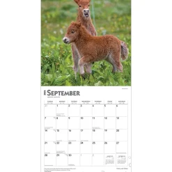 2025 Calendars|BrownTrout 2025 Colts and Fillies 12